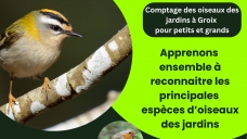 comptageoiseaux.png